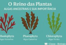 Filos do reino plantae