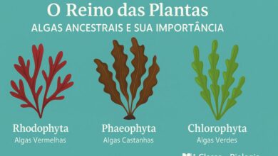 Filos do reino plantae