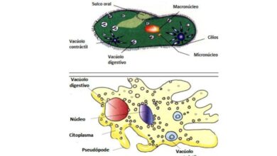 Seres eucariontes reino protistas